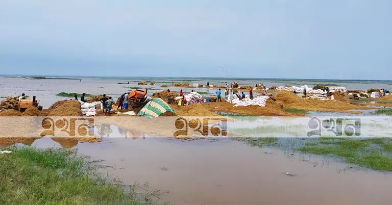 জমিতে রাখা ধান